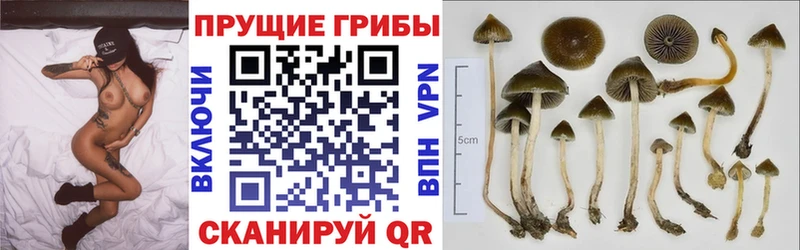 Галлюциногенные грибы Magic Shrooms  Купить закладки  Белинский 